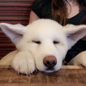 Meet your Posher, Chandler